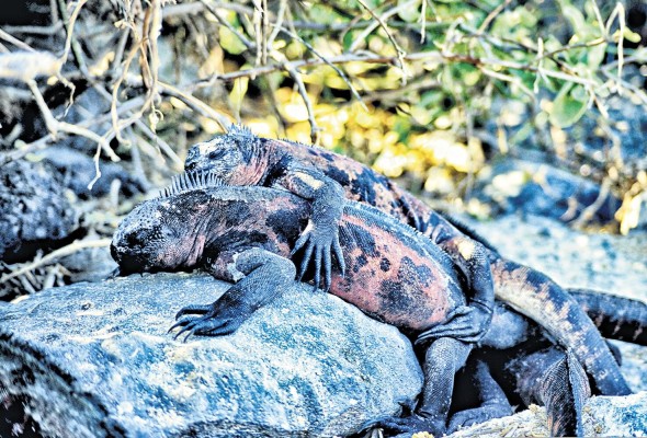 Se estima que quedan cerca de 200 iguanas rosadas de Galápagos, lo que significa que es una especie en peligro crítico.
