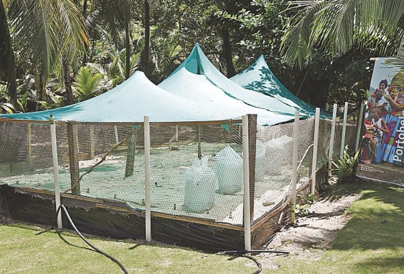 Entre las tortugas que albergará este vivero están la carey (Eretmochelys imbricata) y la tortuga verde (Chelonia mydas).