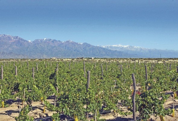 Viñedos en la provincia de Mendoza, junto a la cordillera de los Andes (Argentina).