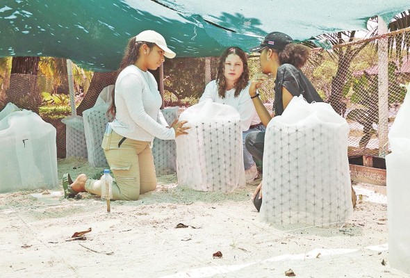 Actualmente el Parque Nacional Portobelo cuenta con 35.929 hectáreas.