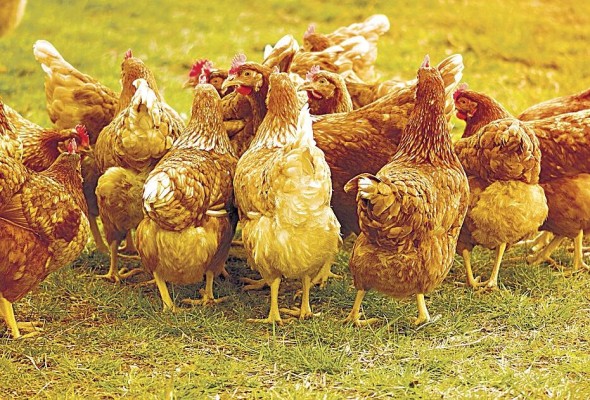 El pollo se encuetra dentro de la desgravación arancelaria del TPC entre Panamá y EEUU.