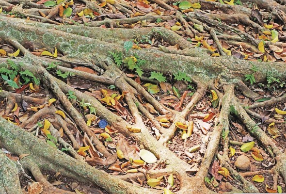 El experimento Parched ha realizado diferentes investigaciones desde 2015 con el fin de conocer el impacto de la resequedad en los suelos de bosques tropicales y sus reservas de carbono.