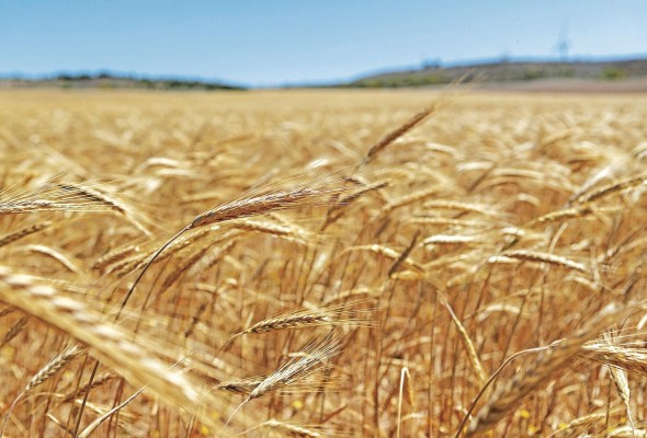 Espigas de trigo en los campos de Boquiñeni, población cercana a Zaragoza Capital, en una fotografía de archivo.