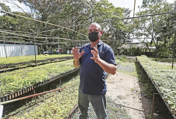 Entre 1990 y 2020 el planeta perdió 420 millones de hectáreas de bosques debido a la deforestación.