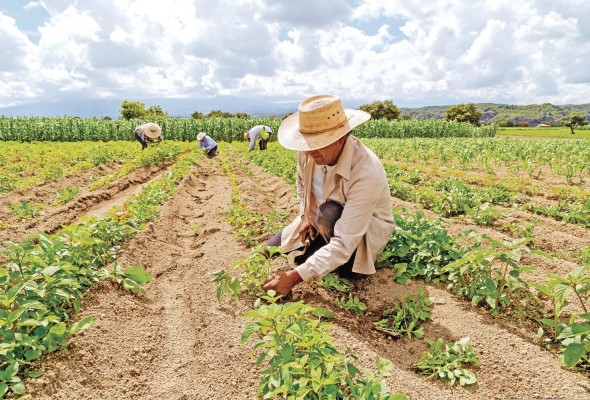 El horizonte de tiempo y la cobertura espacial son los escenarios más relevantes para definir el futuro de la agricultura, según el Banco Mundial.
