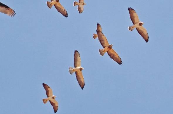 Los cielos de Panamá son una ruta obligatoria para las aves migratorias.