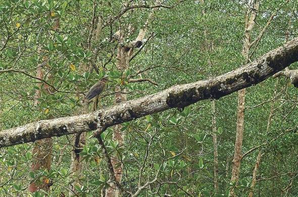 Sobre un árbol reposa un ave migratoria de la especie chorlo collarejo (Charadrius collaris)