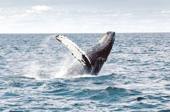 La observación de ballenas data de la década de 1950 y se ha incrementado con gran fuerza en los últimos años.
