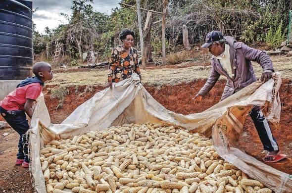 El precio del trigo, el maíz, los aceites vegetales y el queso caen tras un año de guerra en Ucrania. En la imagen ilustrativa de la FAO, una familia en Kenia recoge maíz.