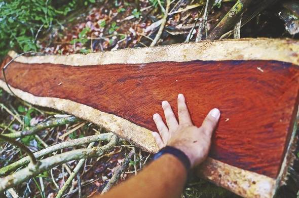 El corazón del tronco es la parte más atractiva y cotizada de la madera en Asia. Se emplea para elaborar piezas de instrumentos musicales, accesorios de yates y de autos de lujo.