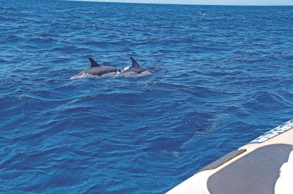 En Panamá se pueden observar desde la ballena jorobada, hasta el delfín manchado del Pacífico y el nariz de botella.