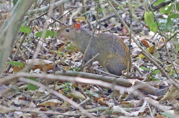Un 'Déjà vu' de senderismo por el Parque Natural Metropolitano