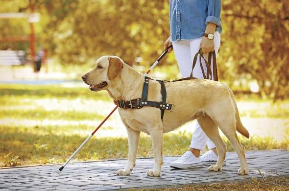 El acceso a lugares públicos por perros guía fue dispuesto mediante en Decreto ejecutivo no. 36 de 5 de febrero de 2019