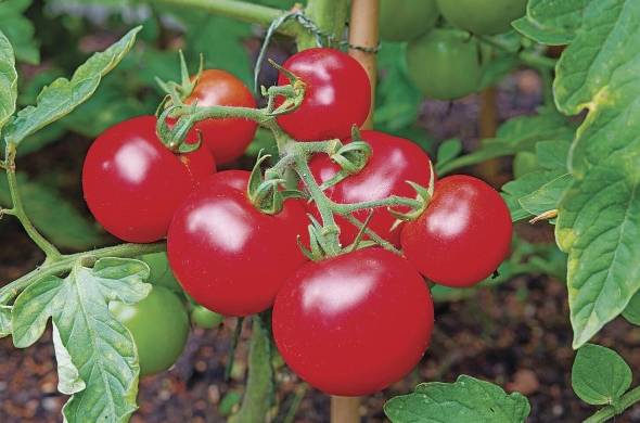 Panamá aplicó medidas fitosanitarias al tomate costarricense por los riesgos de plaga.