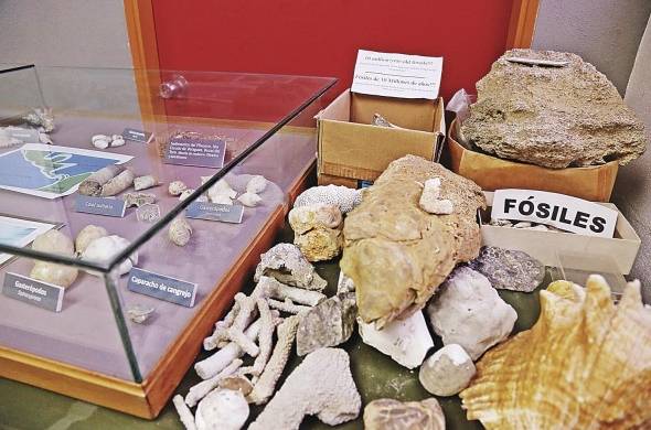 En el laboratorio hay colecciones de referencia y se exhiben fósiles.