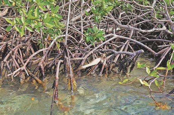 Panamá está entre los países con la mayor variedad de especies de mangle del continente americano, habiéndose reportado 12 de las 65 especies (no híbridas) identificadas en el mundo.