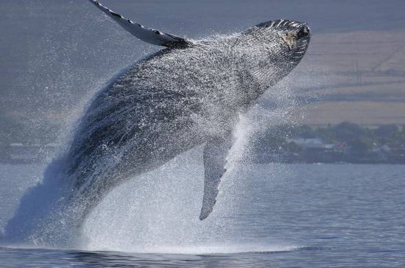 Las ballenas corren diversos riesgos debido al cambio climático y a la acción de los seres humanos.