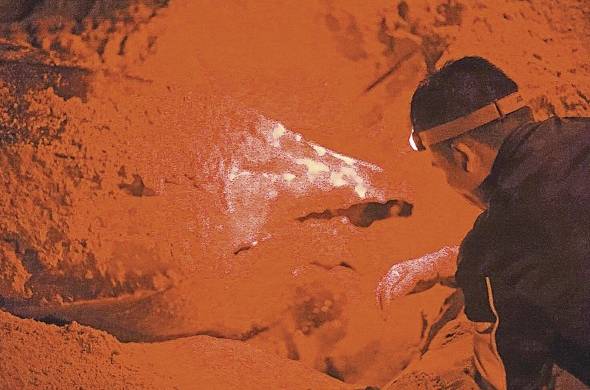 El patrullero ayuda a acomodar la arena mientras la tortuga anida.