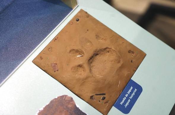 La nueva muestra del Biomuseo presenta la huella de un jaguar.