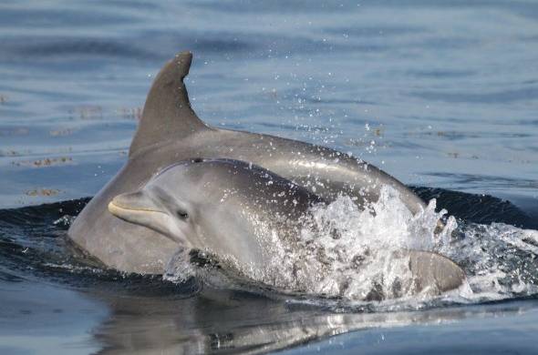 Un delfín nariz de botella hembra y su cría.