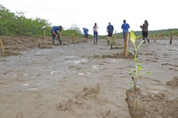Para reforestar la salina de Los Santos se utilizaron 1,200 plantones de tres variedades de mangle.
