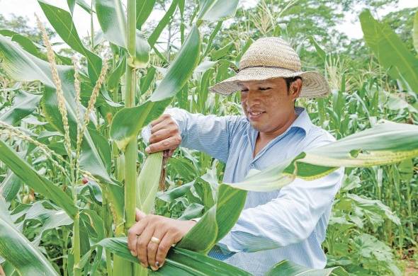Fotografía de archivo de un hombre mientras revisa un cultivo de maíz.