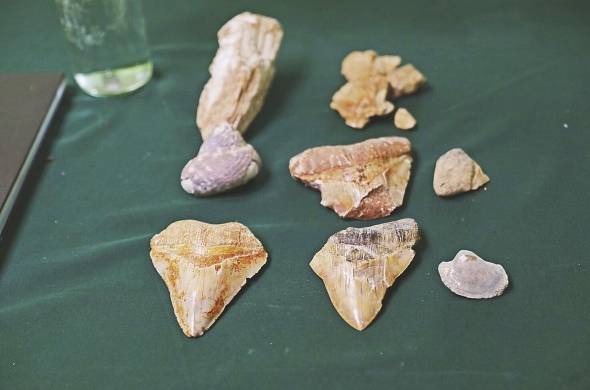 Fósiles de dientes de tiburón extinto Megalodón,dentro del museo Centro E l Tucán.