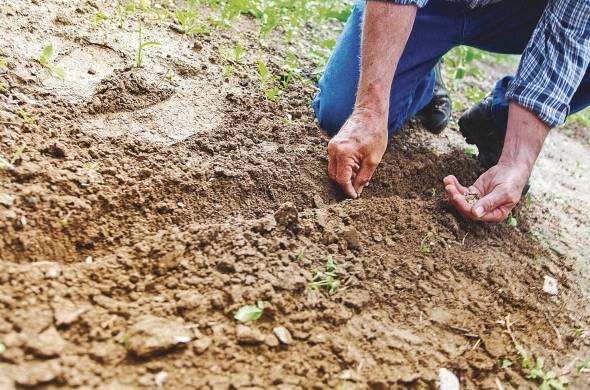 Los suelos sanos suministran los nutrientes esenciales, para las plantas productoras de alimentos.