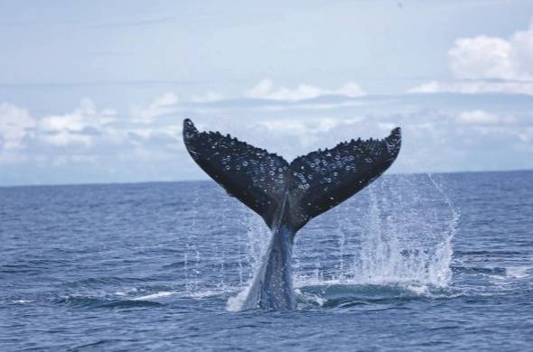Las ballenas almacenan enormes cantidades de carbono durante su larga vida.