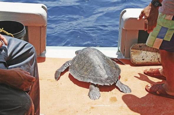 La tortuga baula es la que más se pesca de manera incidental.