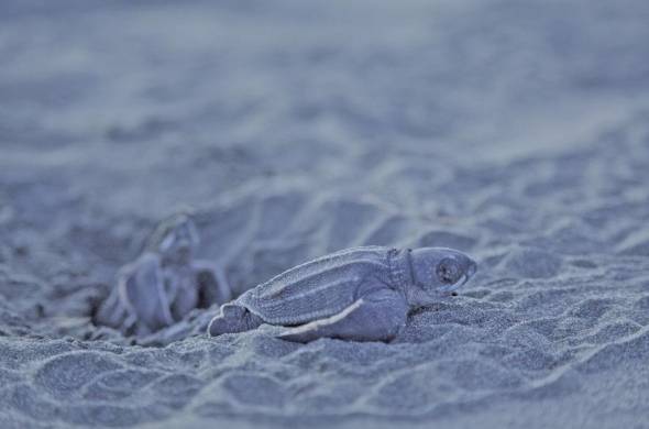Neonatos de tortuga canal (Dermochelys coriacea) emergiendo de un nido.