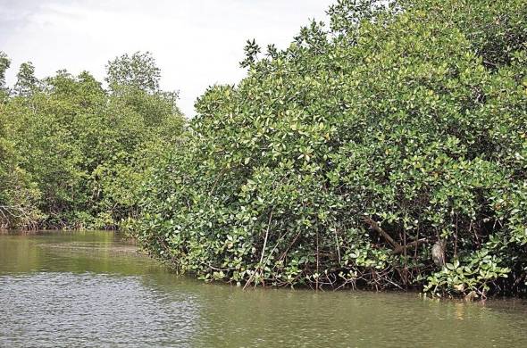 Los manglares ayudan a aglutinar y formar los suelos, reducir la velocidad de los flujos de agua y fomentar los depósitos de sedimentos que aminoran la erosión costera.