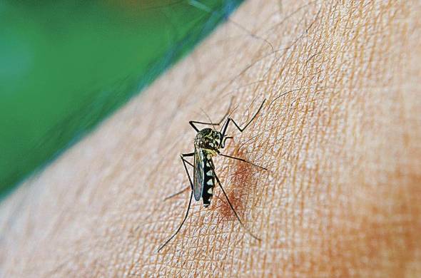 El mosquito 'Aedes aegypti' se presenta en los climas tropicales y subtropicales de todo el planeta.