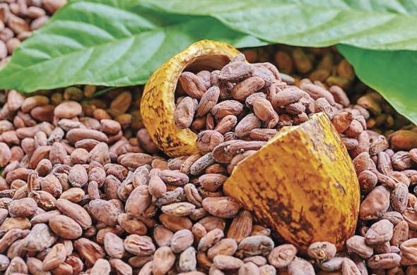 El chocolate artesanal panameño viene de la mano de productores de las provincias de Colón y Bocas del Toro.