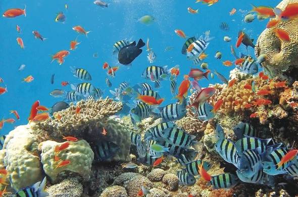 Los arrecifes de coral, también conocidos como “las selvas del mar”, son uno de los ecosistemas más diversos del planeta.