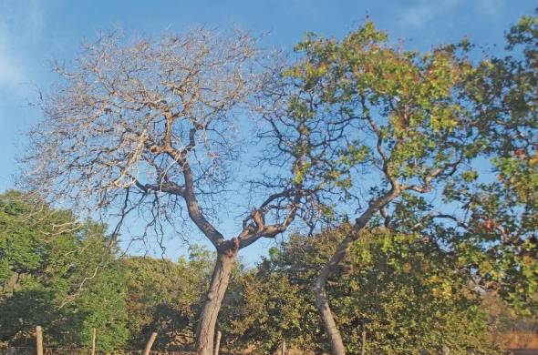 Un árbol de marañón completamente seco debido a la acción patógena de los hongos. Al lado un árbol sano.