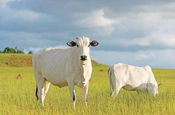 La ganadería, según la FAO, produce más emisiones de gases de efecto invernadero que la mayoría de las otras fuentes de alimentos.