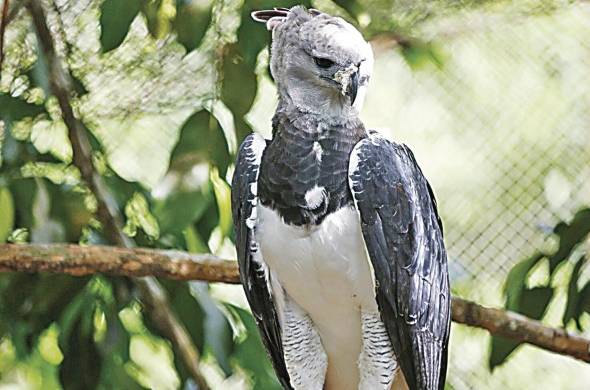El águila harpía en su etapa adulta puede alcanzar hasta los dos metros de envergadura.