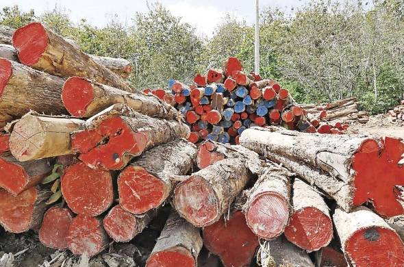 El 90% de la deforestación en Panamá es causada por la tala ilegal