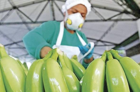 En este periodo el banano sigue liderando el total de las exportaciones con 4.5%.