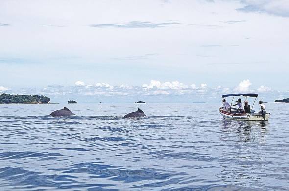 Las personas no deben acercarse a menos de 250 metros de las ballenas, y a menos de 100 metros de delfines.