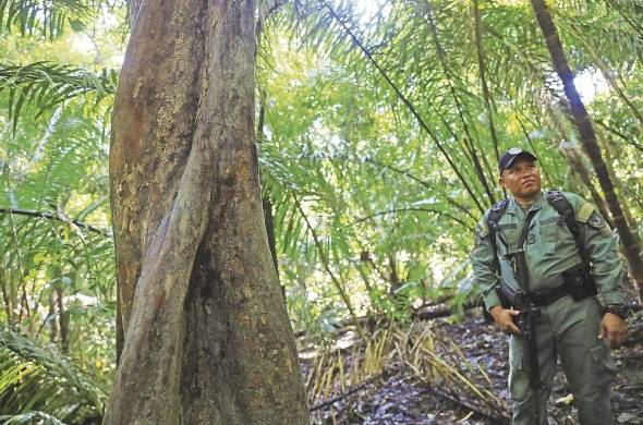 MiAmbiente propone la creación de una fuerza especial para controlar la extracción ilegal de madera y el tráfico de vida silvestre.