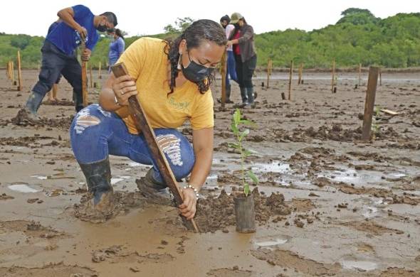 Se ha reforestado la salina en desuso para recuperar manglar en Los Santos.