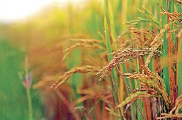 El clima podría sufrir modificaciones que afectarían el comportamiento productivo del cultivo del arroz.