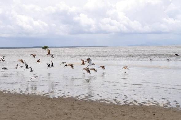 Más del 60% de su población migratoria de Limnodorus grisaceus depende de la Bahía de Parita.