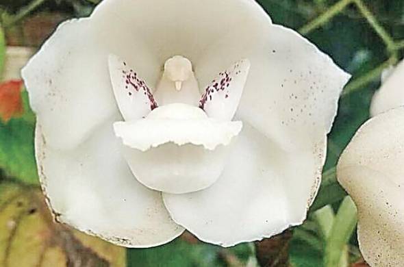 La flor del Espíritu Santo, es un tipo de orquídea reconocida en el país como la flor nacional.