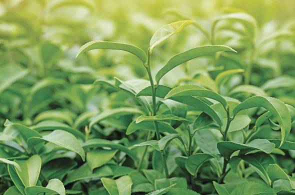 El té es una infusión de hojas de la planta 'Camellia sinensis'.