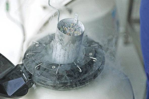 Los tanques de nitrógeno líquido almacenan 5.000 muestras de embriones en pajuelas a -196 grados centígrados.