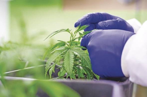 Panamá reguló el uso medicinal y terapéutico del cannabis y sus derivados con la Ley 242 de 2021.