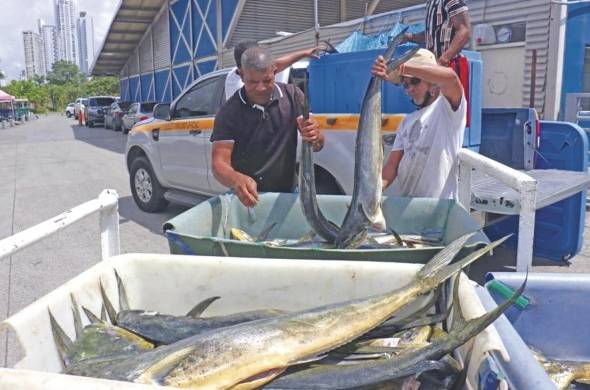 La lucha contra la pesca ilegal, no declarada y no reglamentada forma parte de los Objetivos de Desarrollo Sostenible, establecidos por las Naciones Unidas. Panamá refuerza acciones contra esta batalla.